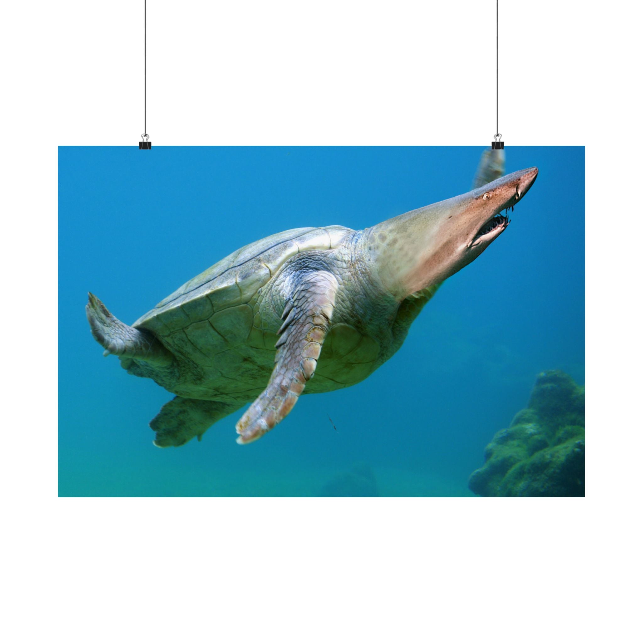 Shark-Turtle Matte Horizontal Poster - Vibrant Underwater Art for Nature Lovers