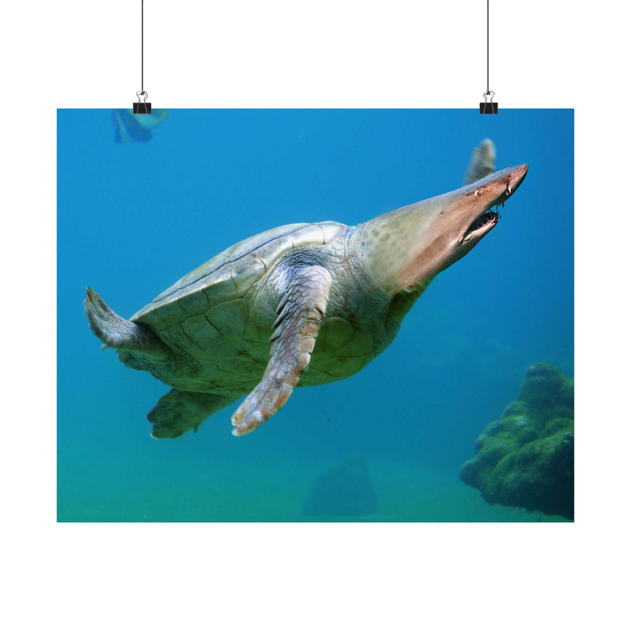 Shark-Turtle Matte Horizontal Poster - Vibrant Underwater Art for Nature Lovers