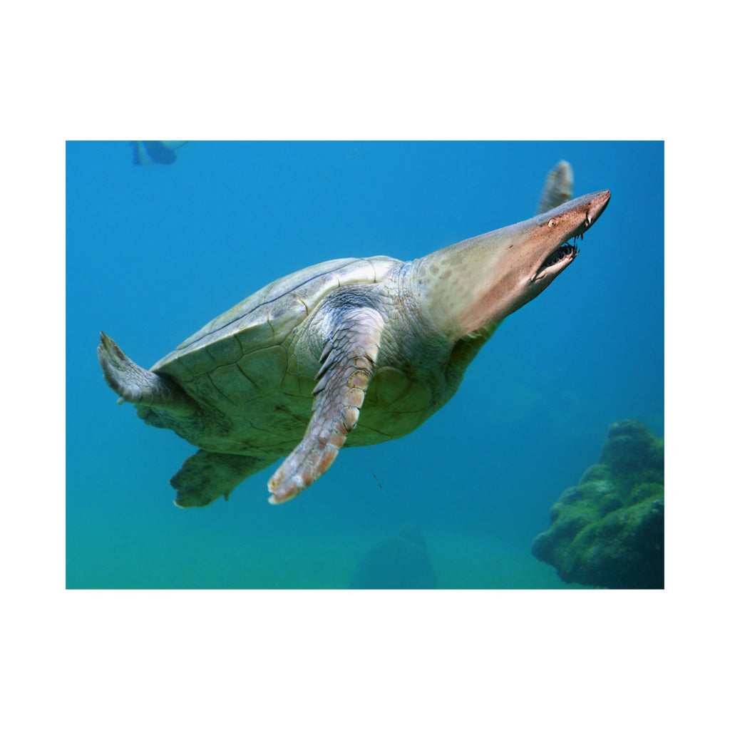 Shark-Turtle Matte Horizontal Poster - Vibrant Underwater Art for Nature Lovers