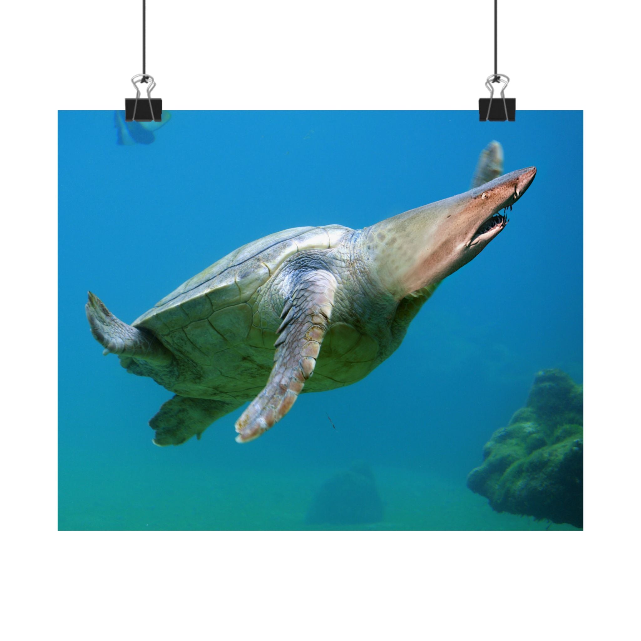 Shark-Turtle Matte Horizontal Poster - Vibrant Underwater Art for Nature Lovers