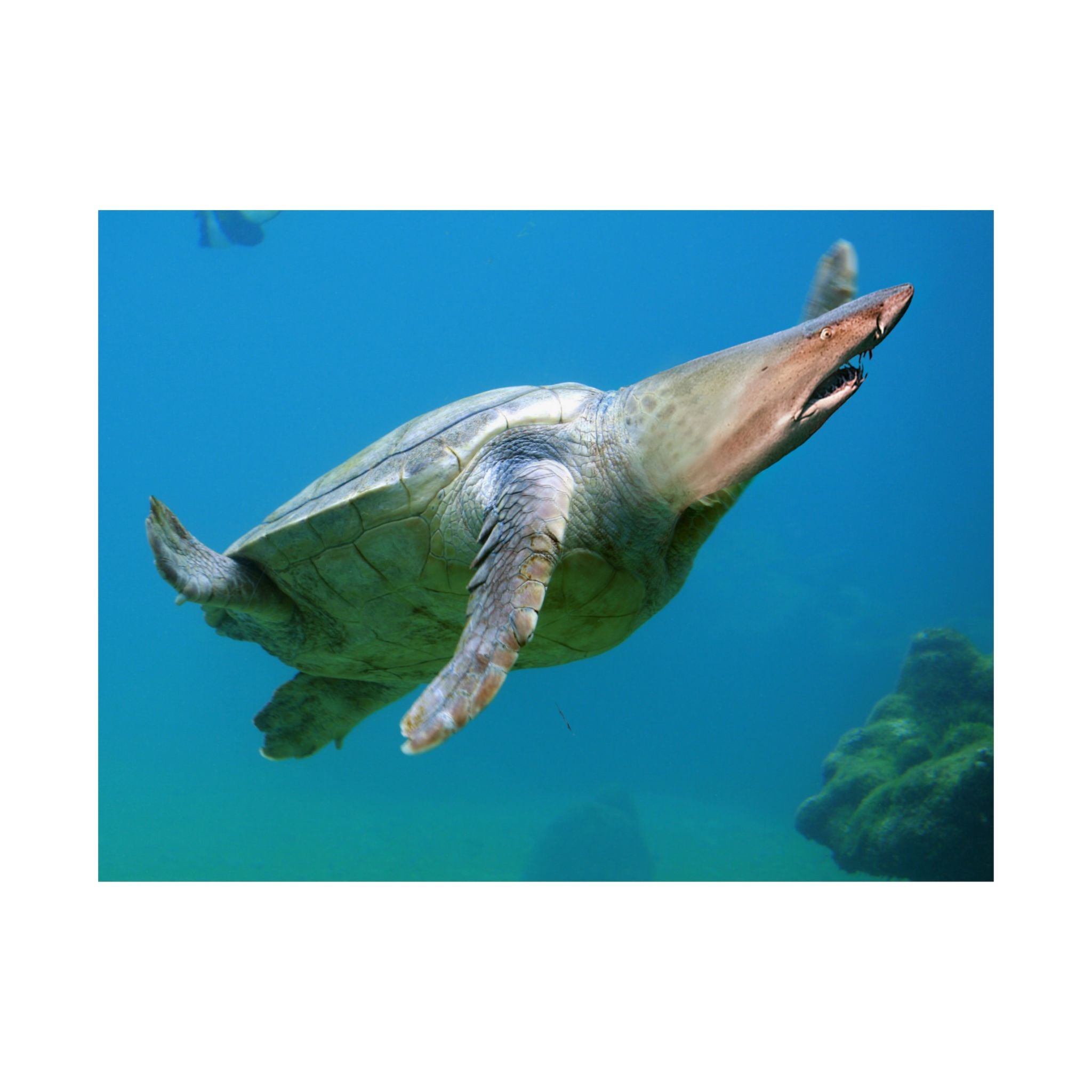 Shark-Turtle Matte Horizontal Poster - Vibrant Underwater Art for Nature Lovers