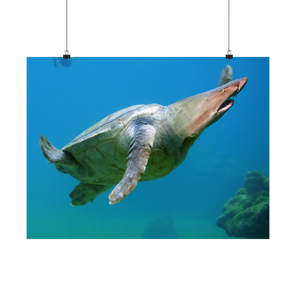 Shark-Turtle Matte Horizontal Poster - Vibrant Underwater Art for Nature Lovers