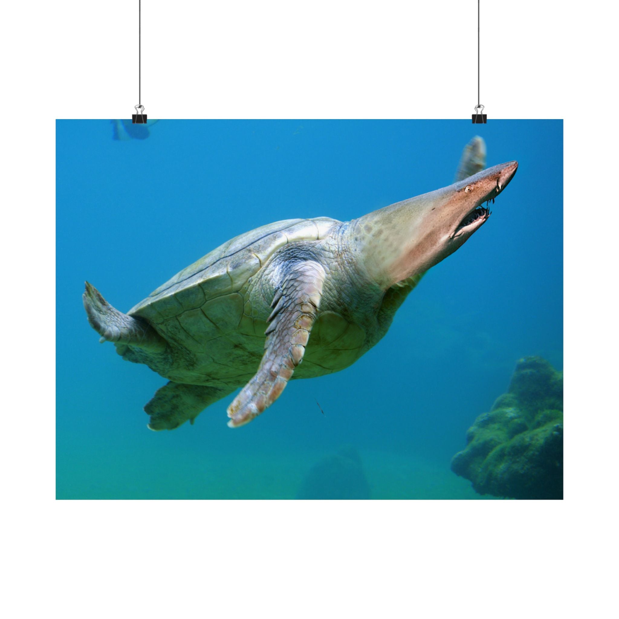 Shark-Turtle Matte Horizontal Poster - Vibrant Underwater Art for Nature Lovers
