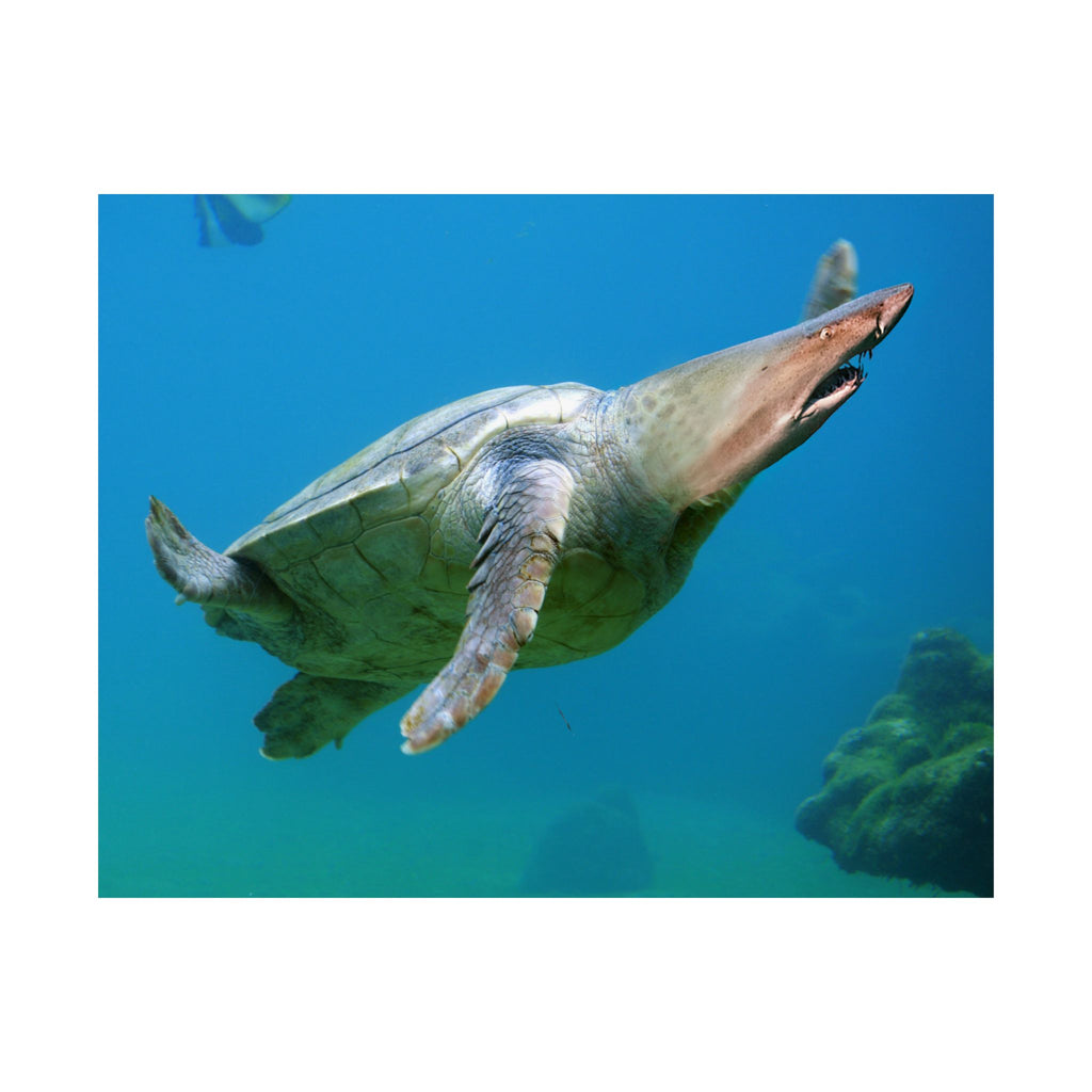 Shark-Turtle Matte Horizontal Poster - Vibrant Underwater Art for Nature Lovers