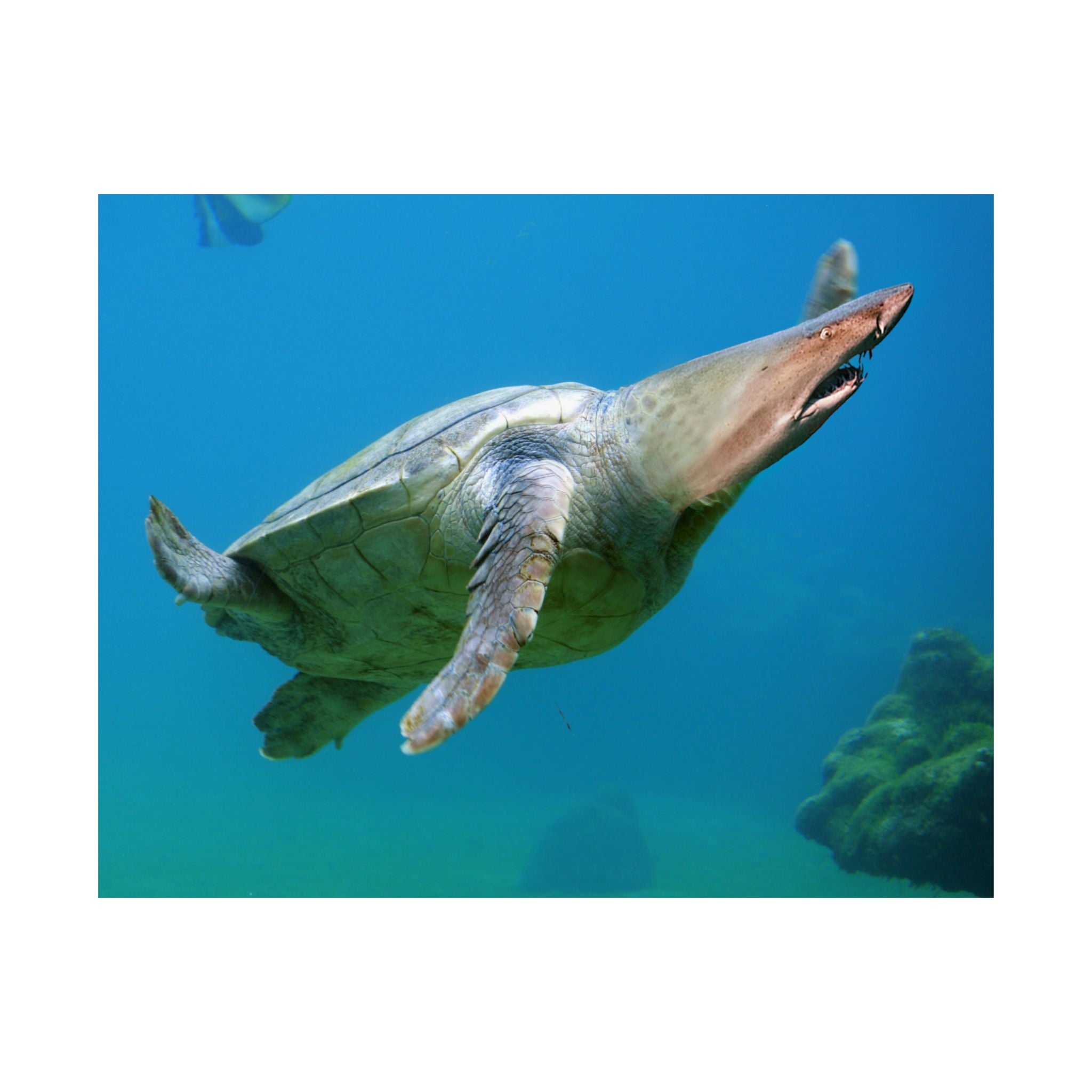Shark-Turtle Matte Horizontal Poster - Vibrant Underwater Art for Nature Lovers