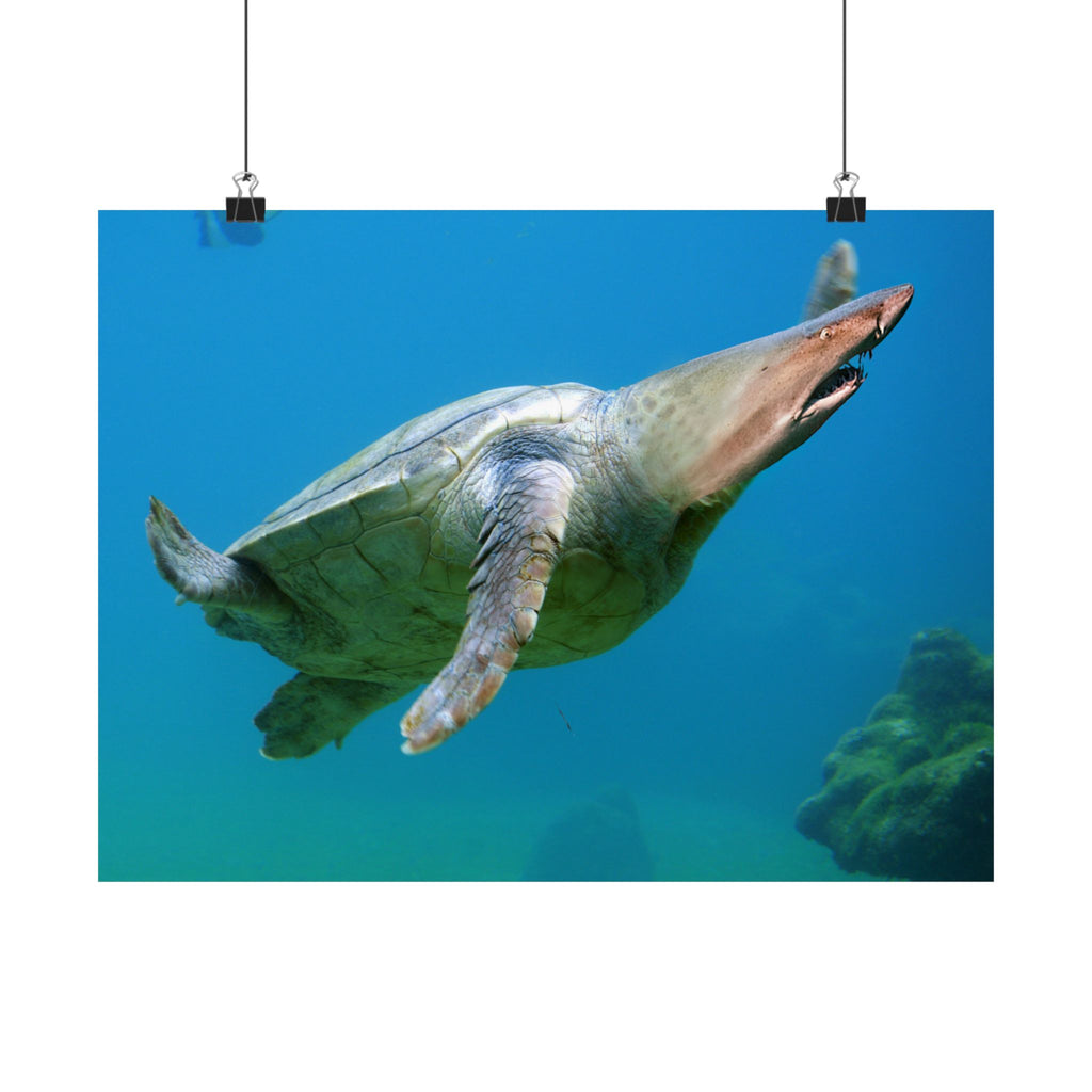 Shark-Turtle Matte Horizontal Poster - Vibrant Underwater Art for Nature Lovers
