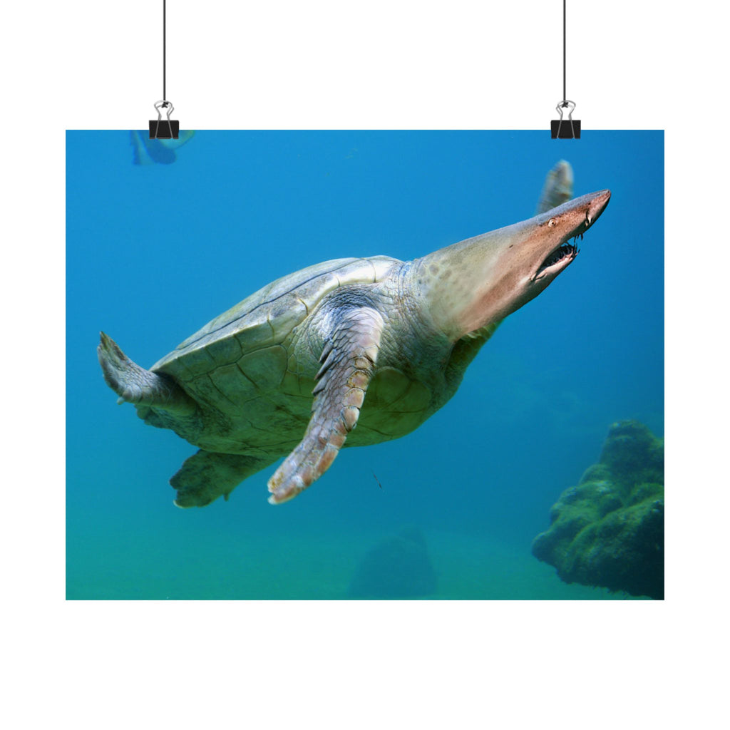 Shark-Turtle Matte Horizontal Poster - Vibrant Underwater Art for Nature Lovers
